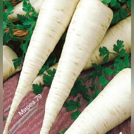 Коренов магданоз