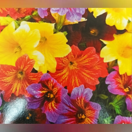 Салпиглосис