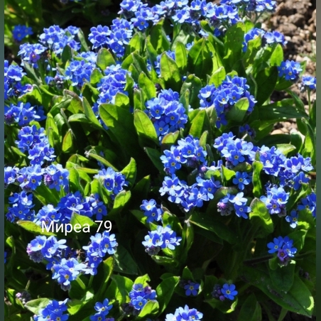 Незабравка