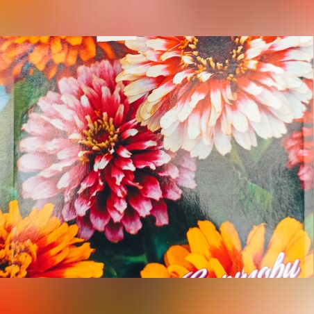 Циния двуцветна