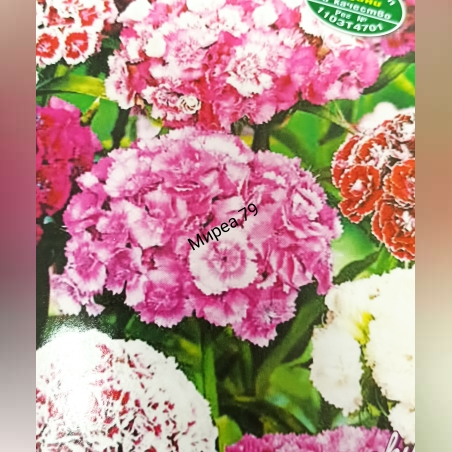 Топ карамфил