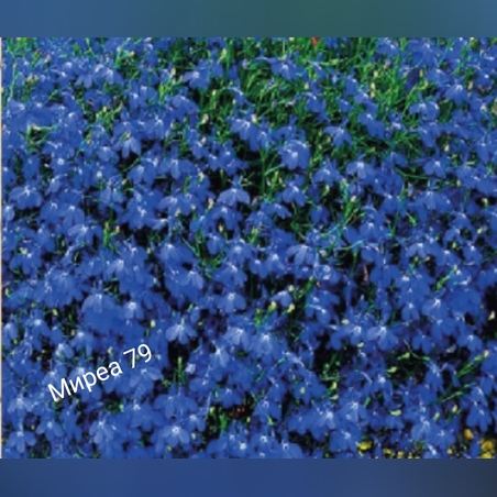 Лобелия каскадна