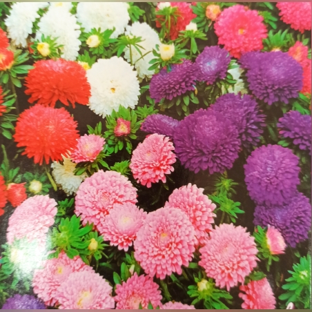 Астра ниска