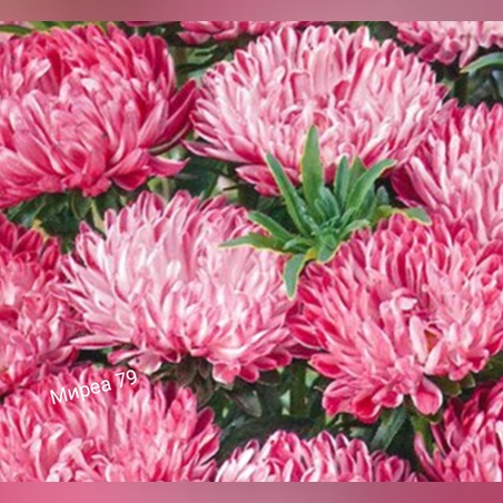 Астри/ Богородички