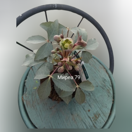 Кукуряк Найгър