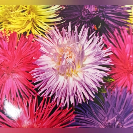 Астра кактус