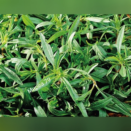 Чубрица местна