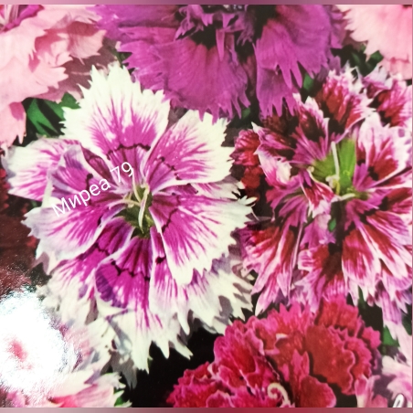 Карамфил нисък