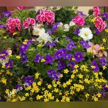 Микс за висящи кошници