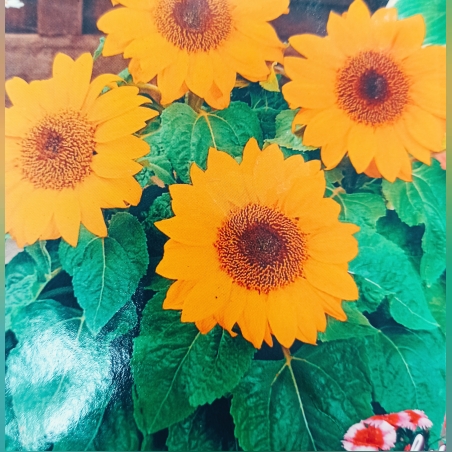 Слънчоглед,декоративен