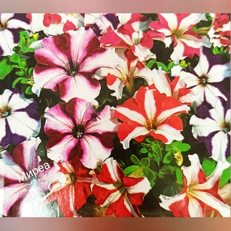 Петуния звезда