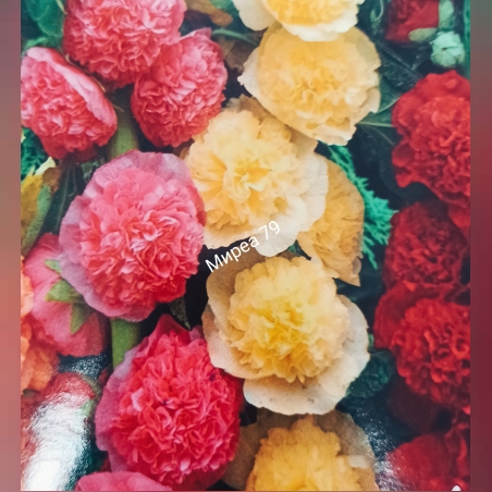 Градинска ружа