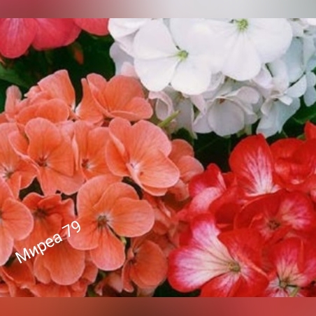 Нискостеблено мушкато