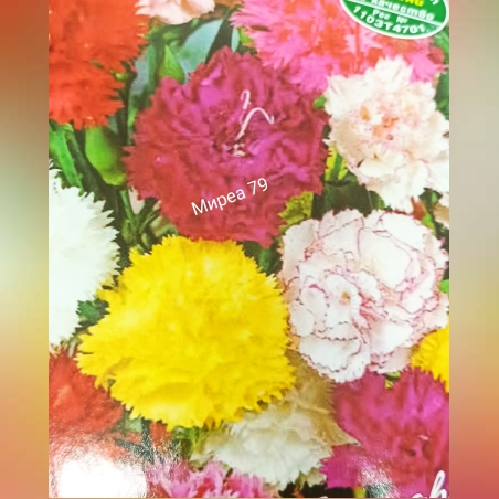 Карамфил нисък