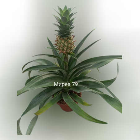 Ананас с плод