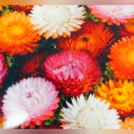 Хелихризум/ сухо цвете