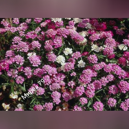 Иберис,микс