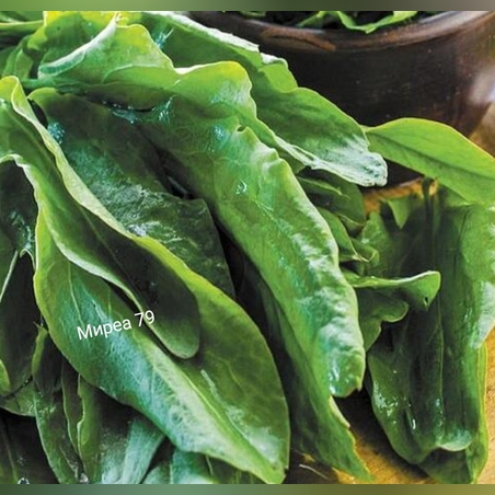 Лапад спаначен