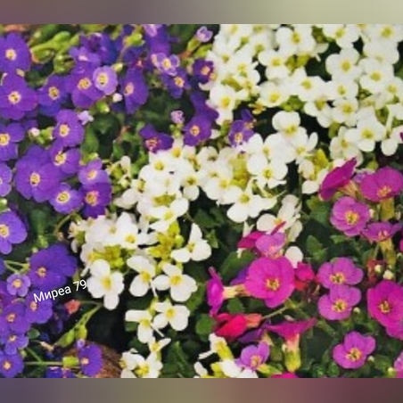 Аубриета,микс