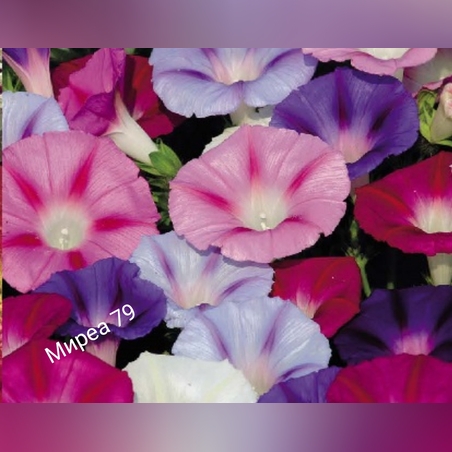 Ипомеа/ грамофонче