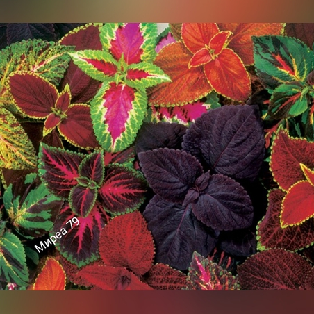 Колеус/ копривки