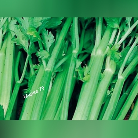 Целина/ листна