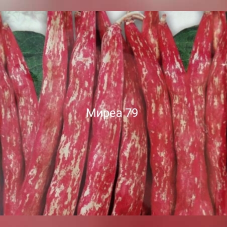 Фасул шарен