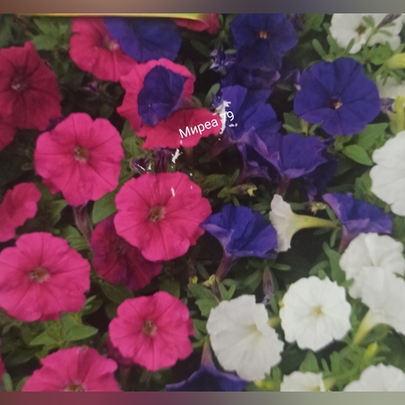 Петуния