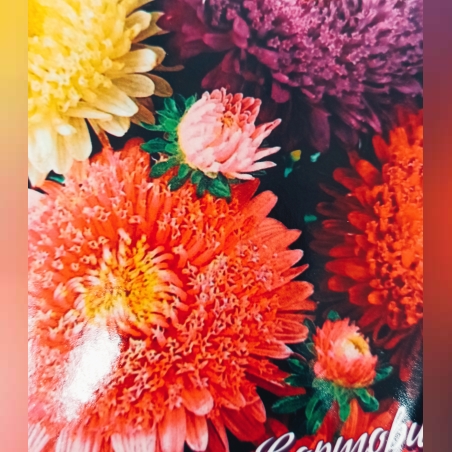 Астра Принцеса