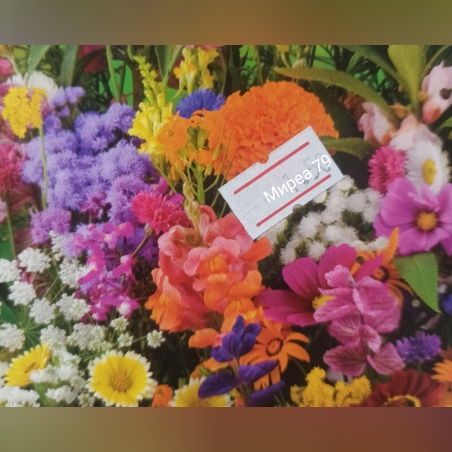 Микс от ниско растящи цветя