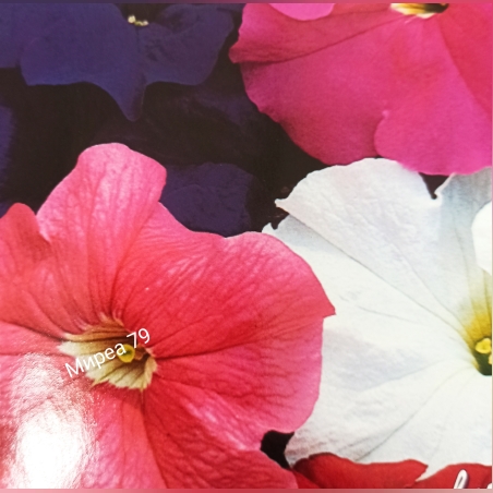 Петуния ниска