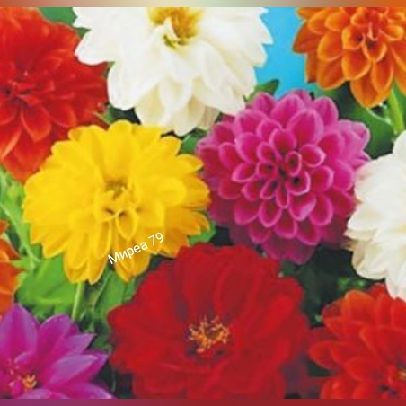 Далия гъста