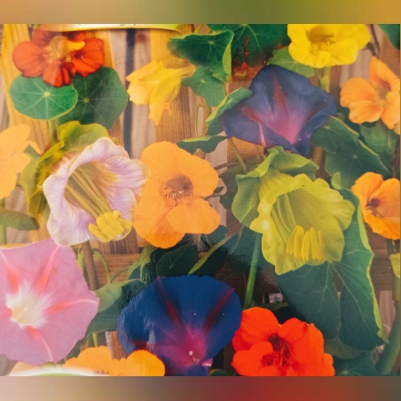 Микс увивни растения