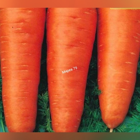 Моркови Шантене