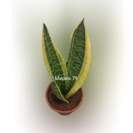 Сенсевиера