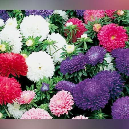 Астри / микс