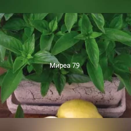 Босилек лимон