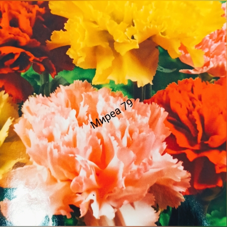 Карамфил Шабо