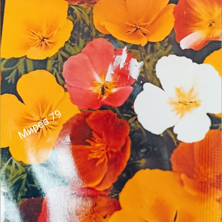 Калифорнийски мак