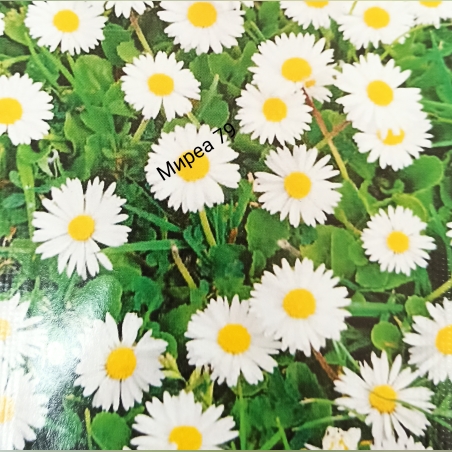 Маргаритка