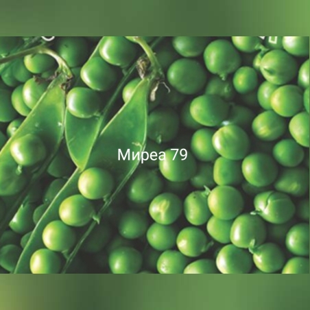 Грах Скинадо