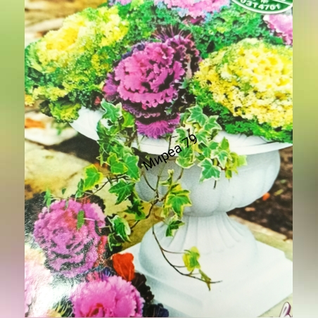 Брасика/ декоративно зеле