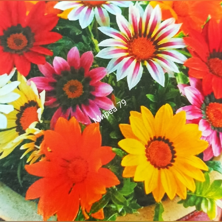 Газания / летен гербер