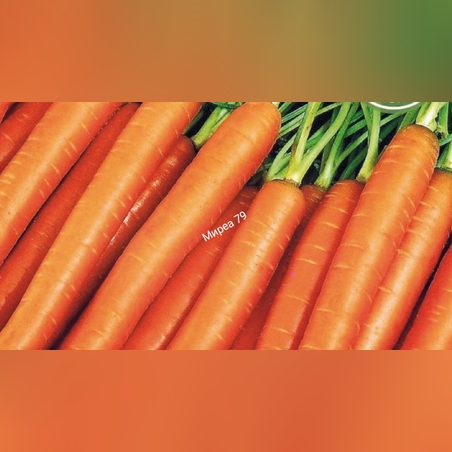 Моркови Тушон