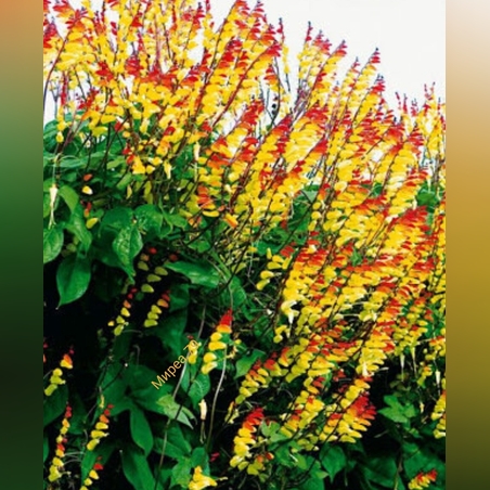 Звездовидна поветица