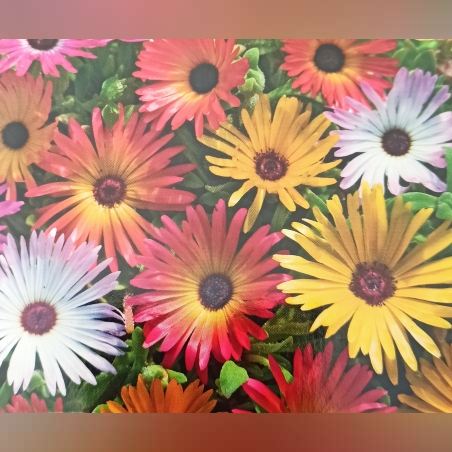 Мезембриантемум