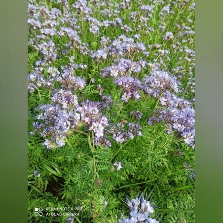 Фацелия семе