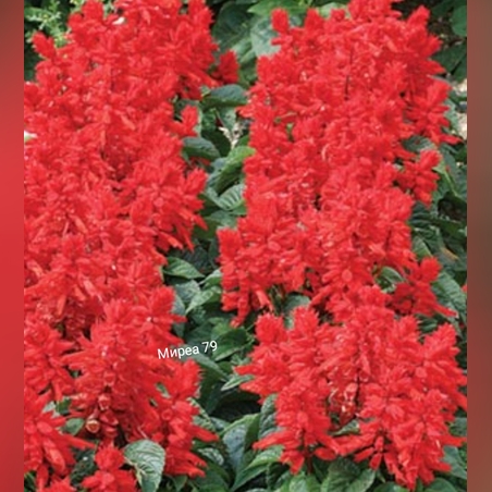 Пламък/ Салвия