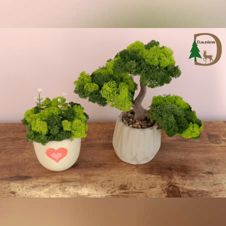 Бонсай със скандинавски мъх