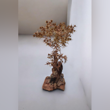 Дървото на сенките